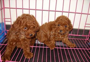 純種泰迪犬特惠出售｜品質(zhì)有保障，可上門(mén)選寵，寵物用品一站式購(gòu)齊